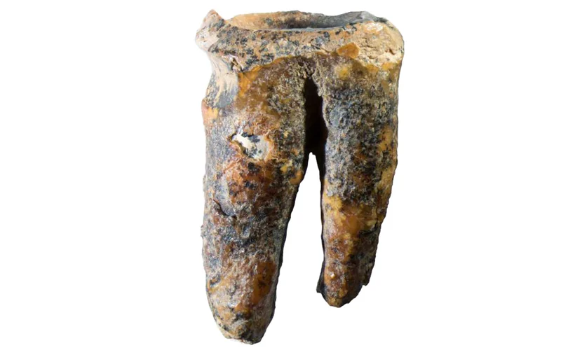 A 60,000-year-old molar