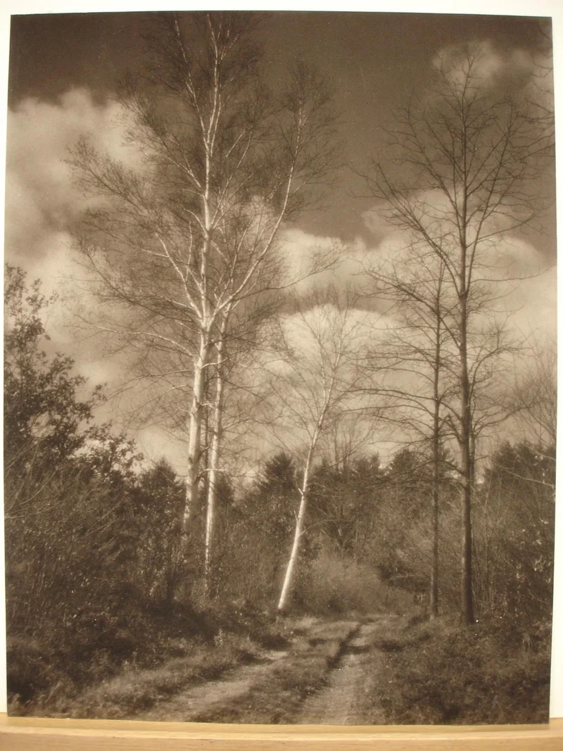 A photograph of bare trees and a dirt road