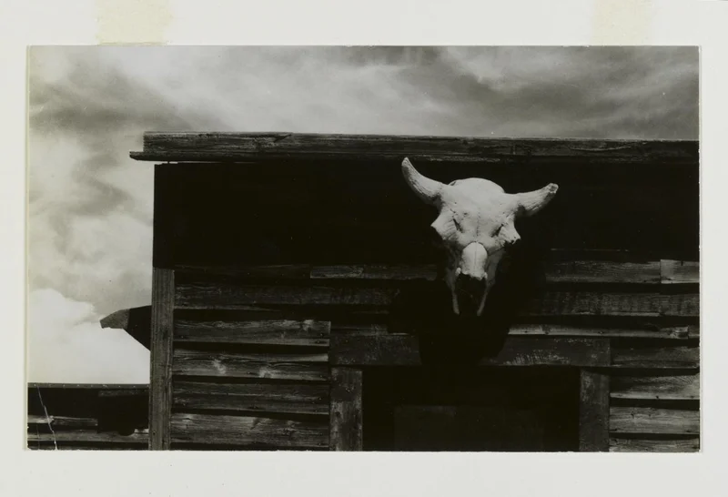 A photograph of an animal skull mounted on a building