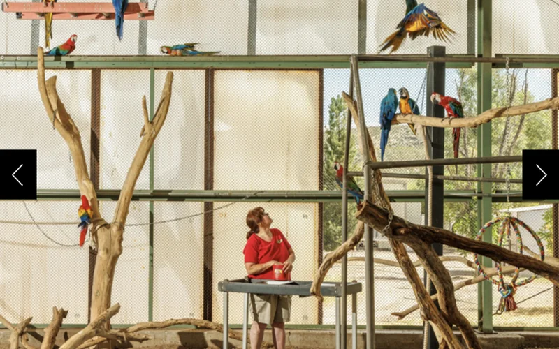 A worker at an Arizona animal sanctuary tries to lure down parrots by offering walnuts, a favorite