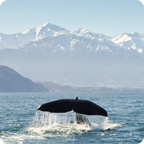 Whale watching in New Zealand