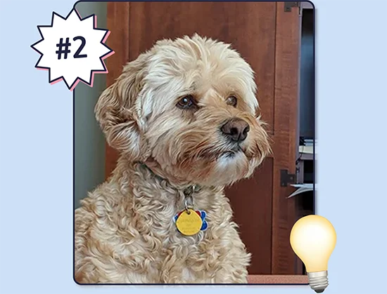 Photo of a Golden Doodle