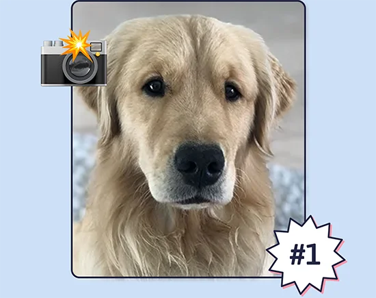 Photo of a Golden Retriever