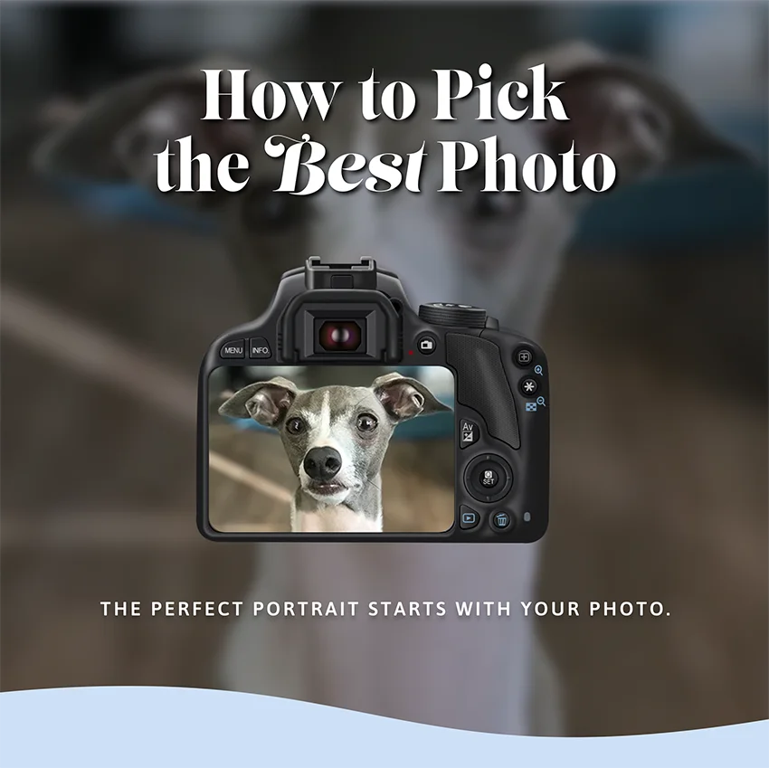 How to pick the best pet photo