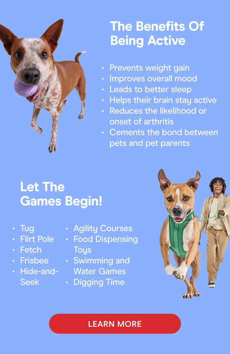 The Benefits Of Being Active Prevents weight gain Improves overall mood Leads to better sleep Helps their brain stay active Reduces the likelihood or onset of arthritis Cements the bond between pets and pet parents Let The Games Begin! Tug Flirt Pole Fetch Frisbee Hide-and-Seek Agility Courses Food Dispensing Toys Swimming and Water Games Digging Time LEARN MORE