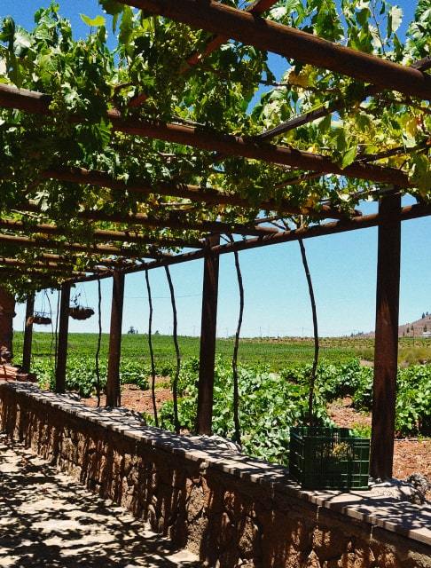 Image Description: Scenic view of a large vineyard in Tenerife