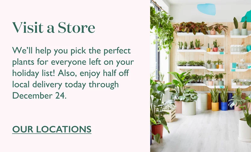 Visit a Store: We'll help you pick the perfect plants for everyone left on your list! Plus, enjoy half off local delivery now till December 24.