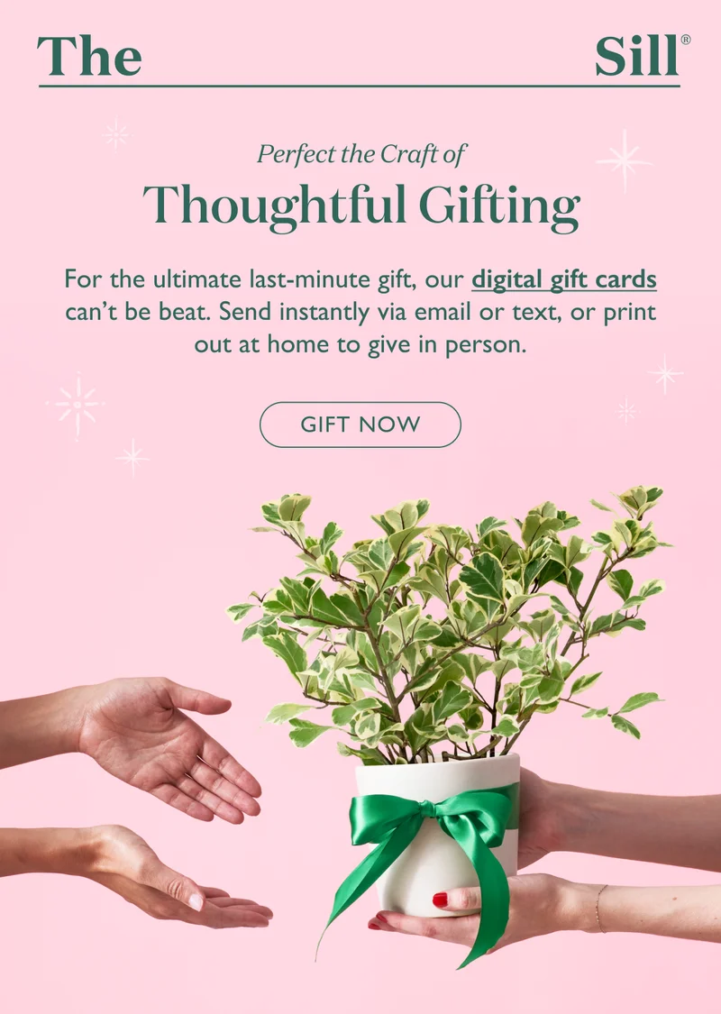 For the ultimate last-minute gift, our digital gift cards can't be beat. Send instantly via email or text, or print out at home to give in person.