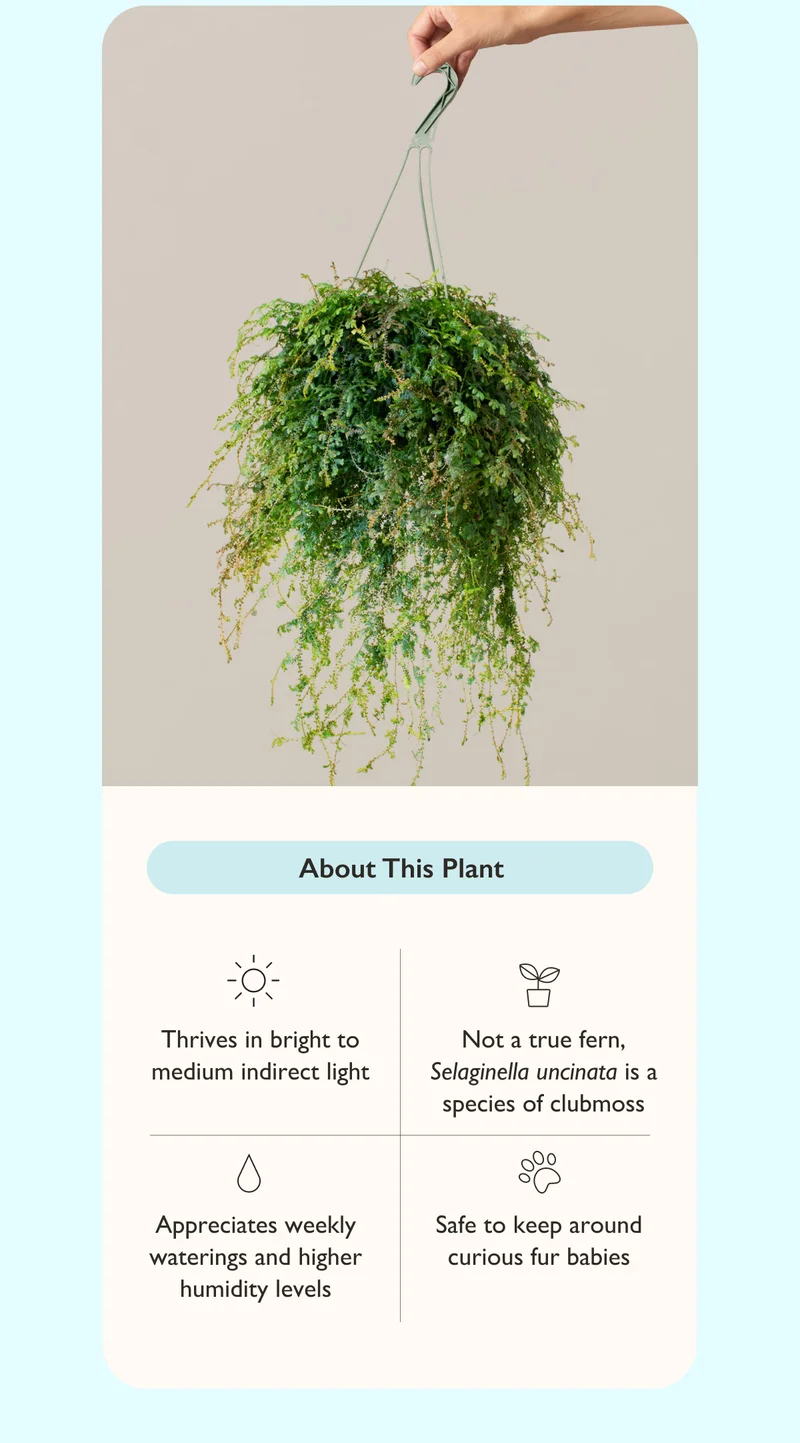 The Peacock Fern is not a true fern but instead a species of clubmoss with the scientific name Selaginella uncinata.