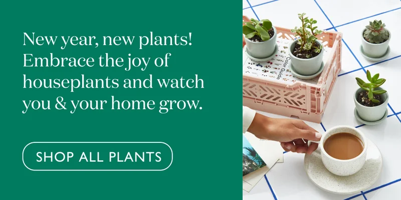 New year, new plants! Embrace the joy of houseplants and watch you and your home grow.
