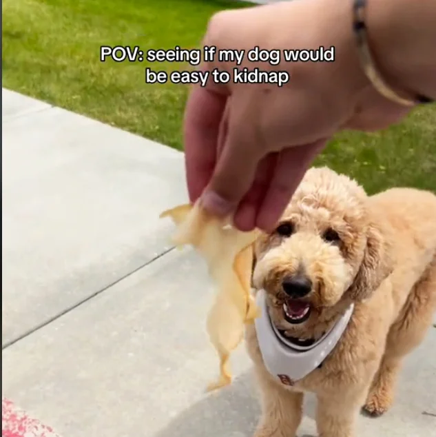 Viral TikTok Dog Video