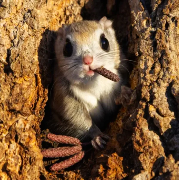 Mafia Boss Squirrel