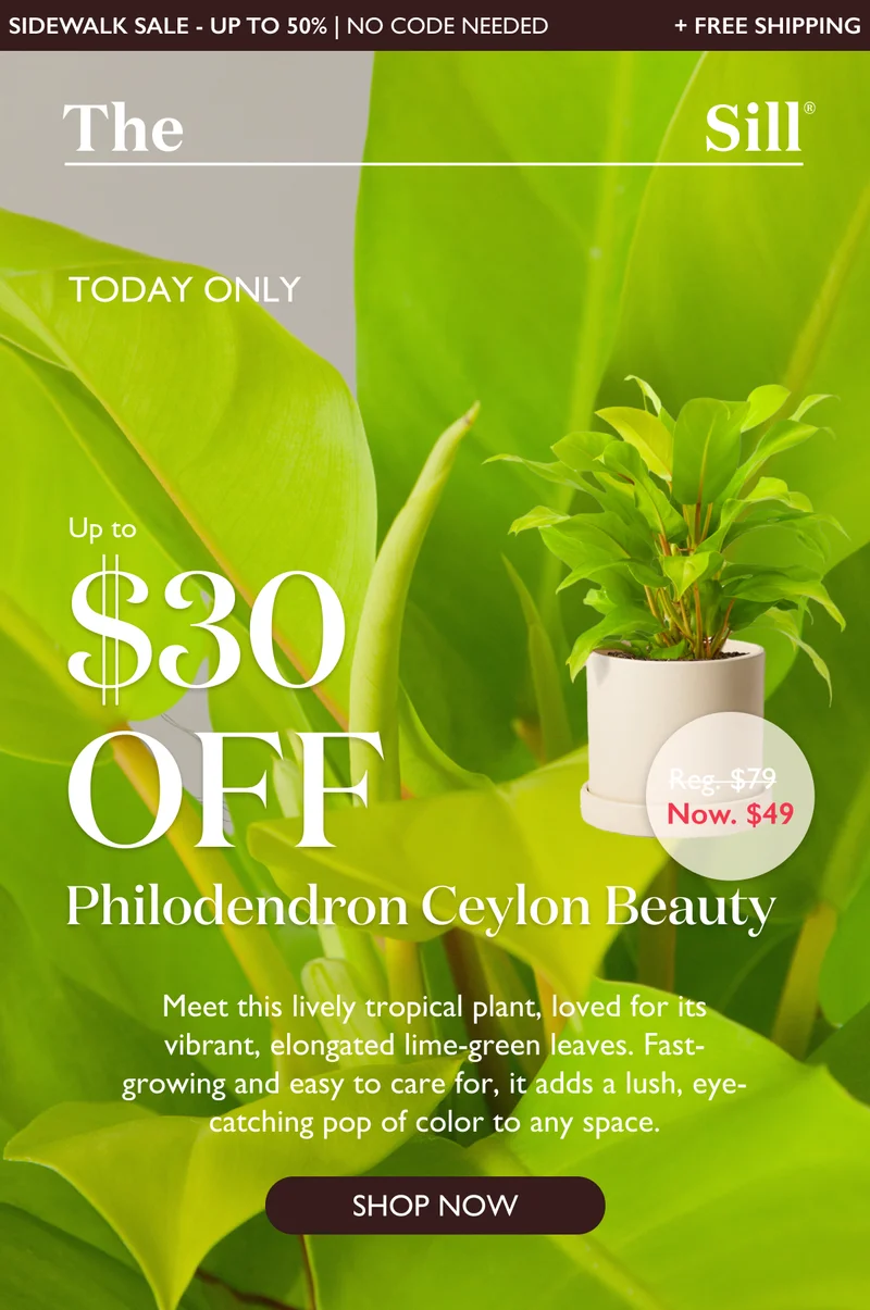 TODAY ONLY: Up to 38% off Philodendron Ceylon Beauty