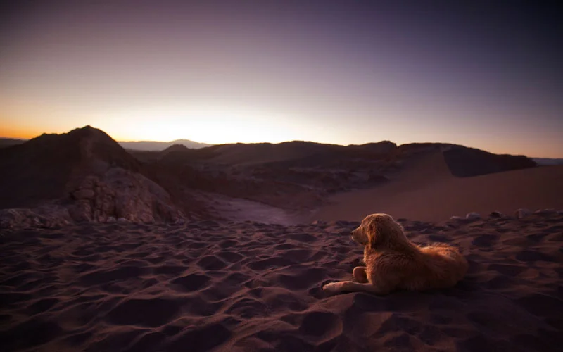 A golden retriever rests in the Valley of the Moon in Chile's Atacama Desert.