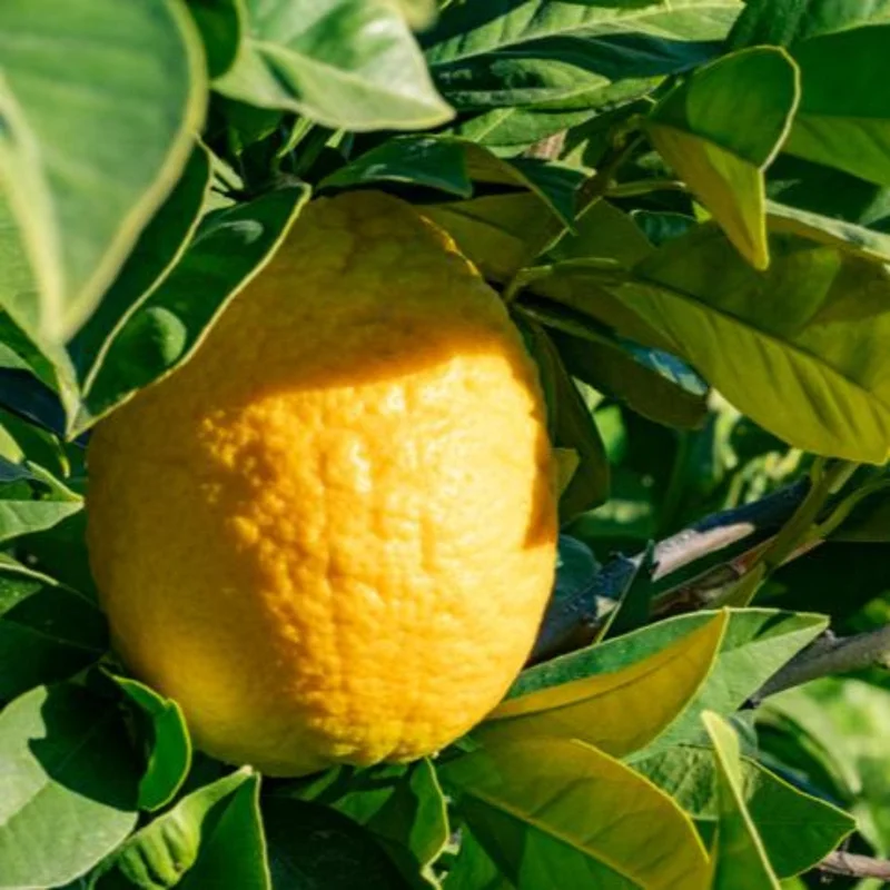 Image of Lisbon Lemon Tree