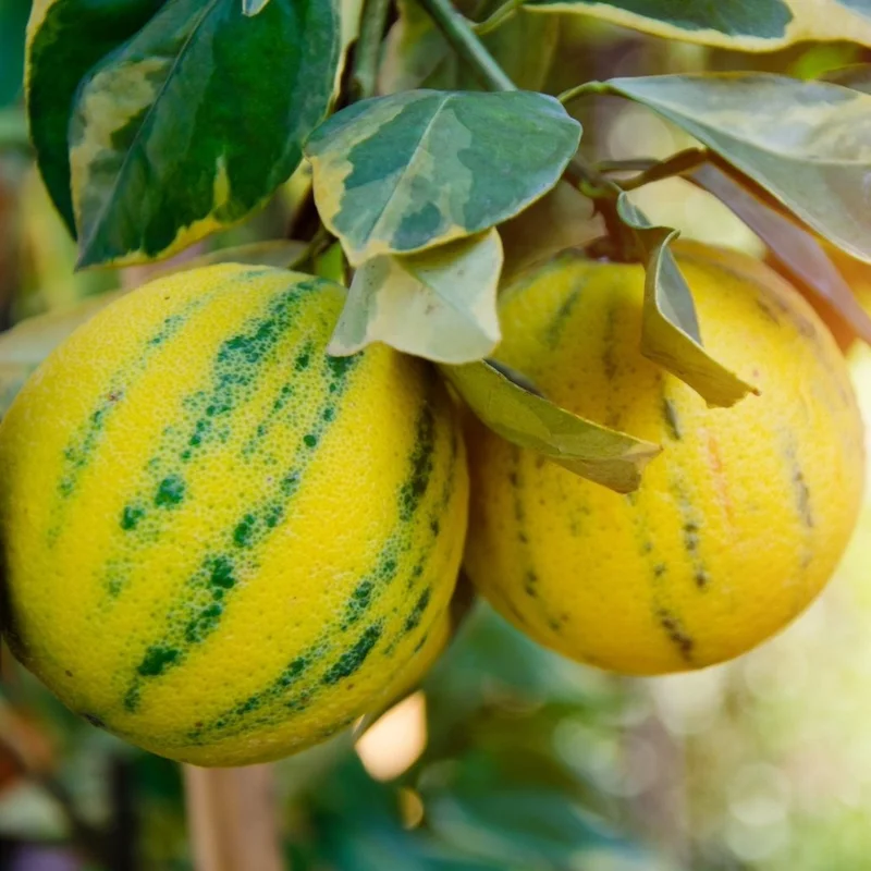 Image of Eureka Lemon Bush