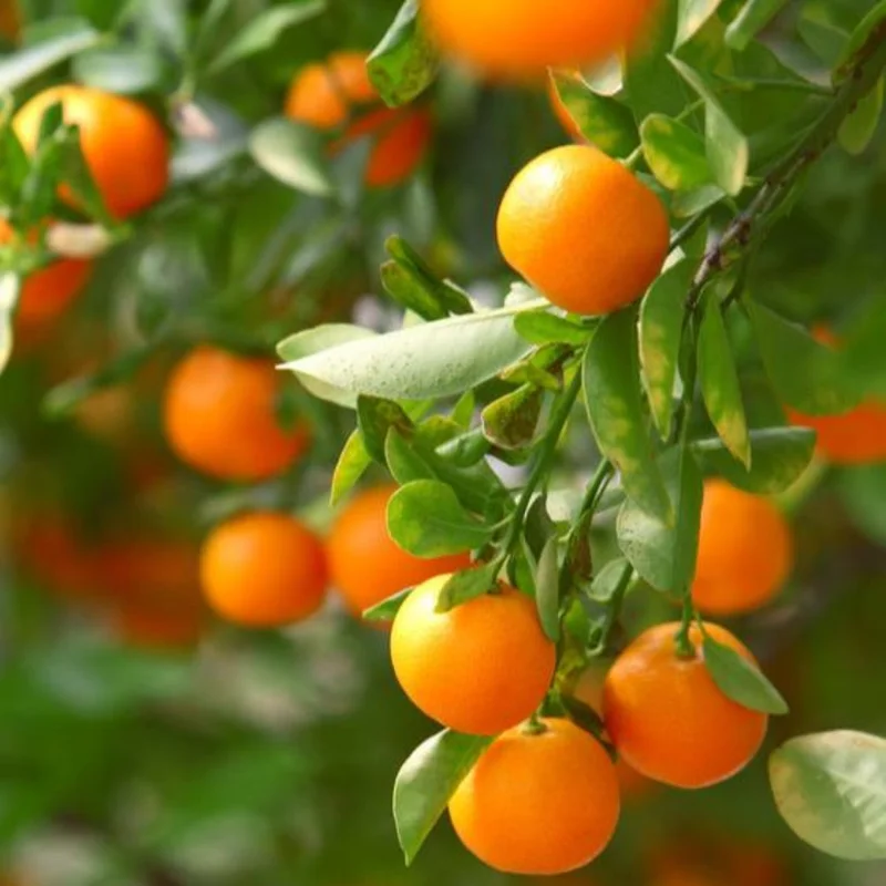 Image of CA Honey Mandarin Tree