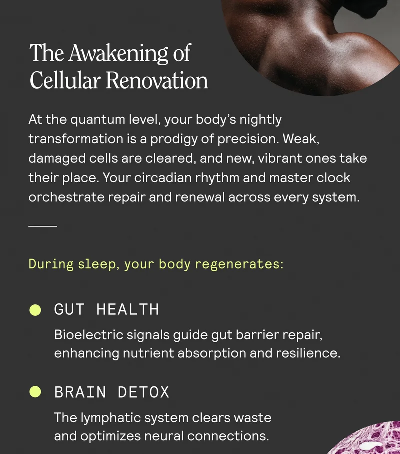 The Awakening of Cellular Renovation. At the quantum level, your body's nightly transformation is a prodigy of precision. Weak, damaged cells are cleared, and new, vibrant ones take their place. Your circadian rhythm and master clock orchestrate repair and renewal across every system. During sleep. your body regenerates: GUT HEALTH Bioelectric signals guide gut barrier repair, enhancing nutrient absorption and resilience. BRAIN DETOX The lymphatic system clears waste and optimizes neural connections.