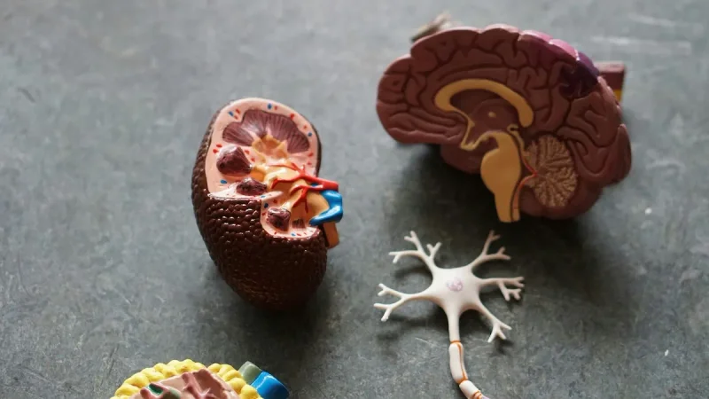 your brain when language learning