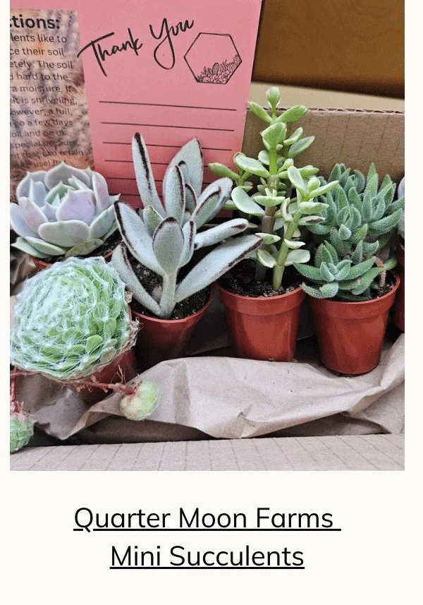 Monthly Mini Succulent Box Quarter Moon Farms