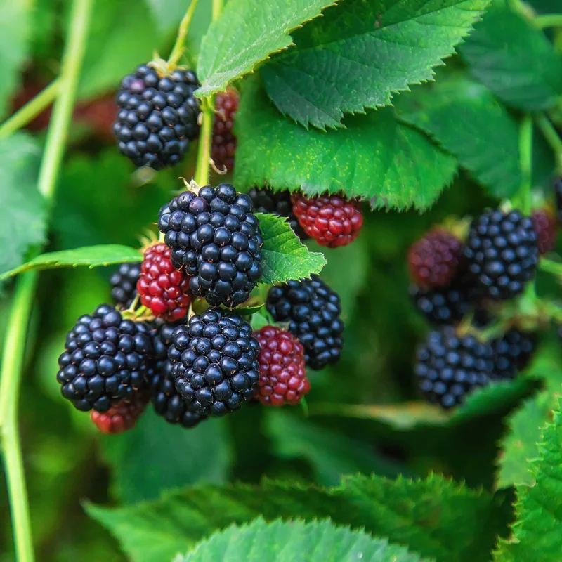 Image of Thornless Blackberry Bush