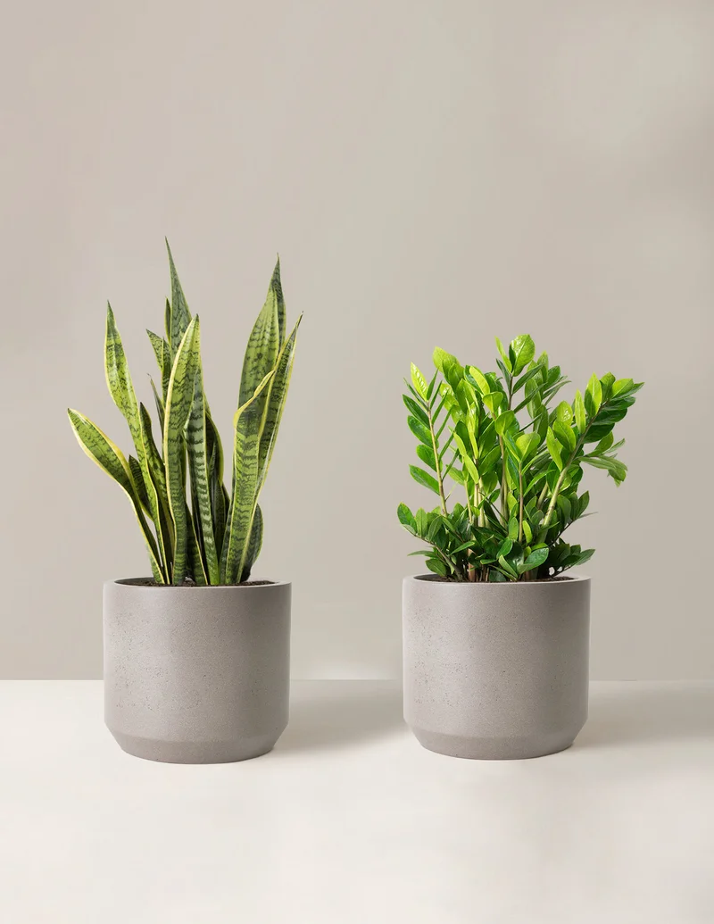 Image of Low-Light Duo