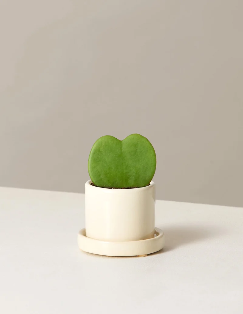 Image of Hoya Heart