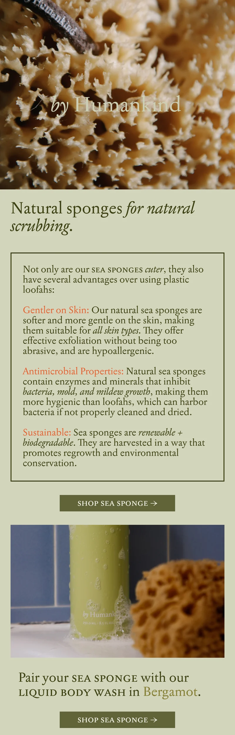 Sea Sponge