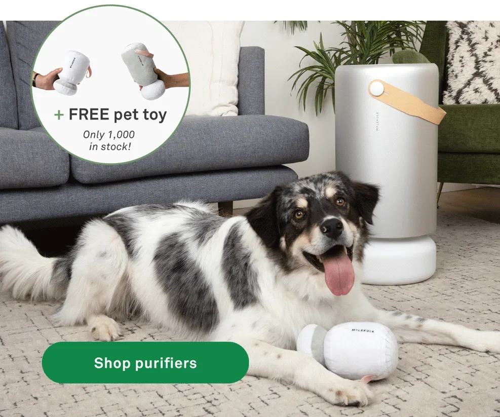 PLUS FREE pet toy