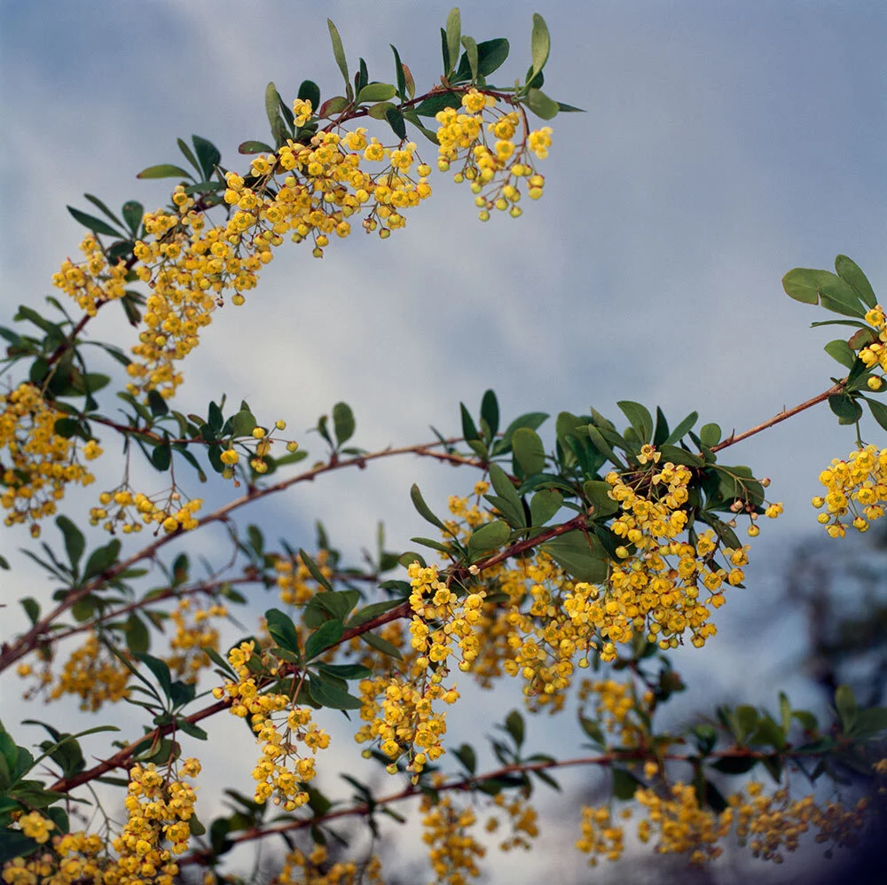 The American barberry plant (Berberis canadensis), is one source of the popular supplement, berberine. It can be found in mountains and Piedmont areas of North Carolina.