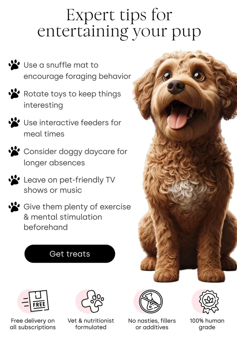 Expert tips for entertaining your pup - Get treats