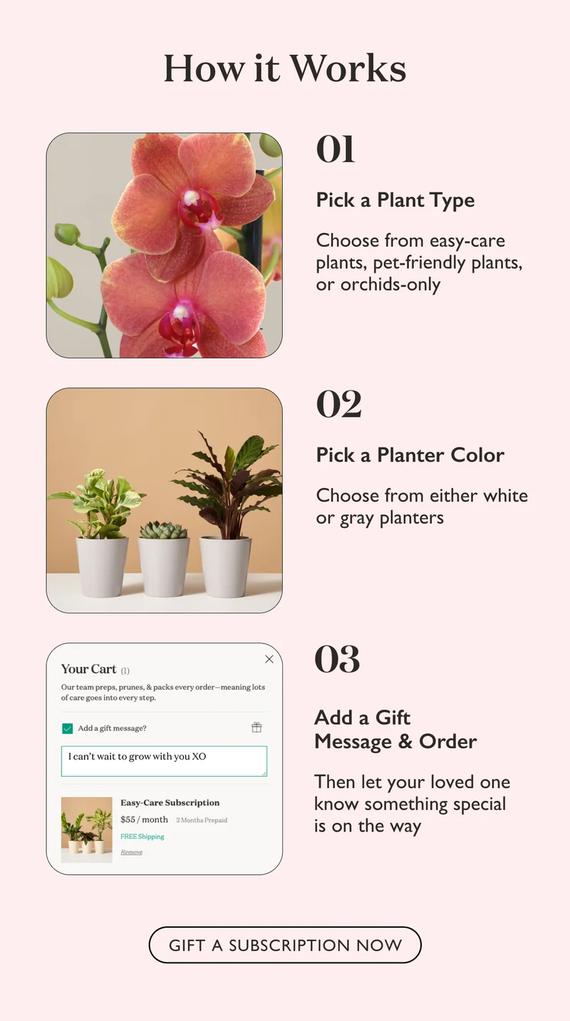 First, pick a plant type. Then, pick a planter color. Lastly, add a gift message, place your subscription order, and let your loved one know something special is on the way.