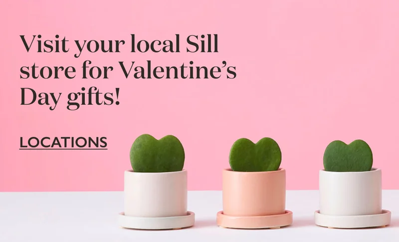 Visit your local Sill store for last-minute Valentine's Day gifts!
