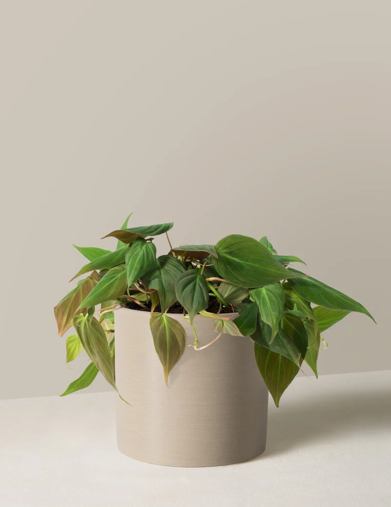 Image of Philodendron Micans