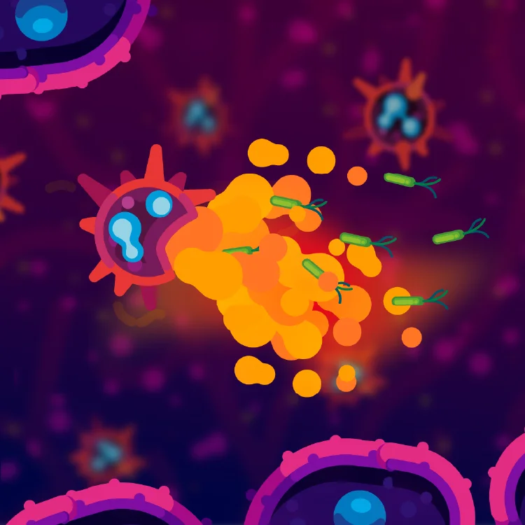 Illustration of neutrophils attacking invaders