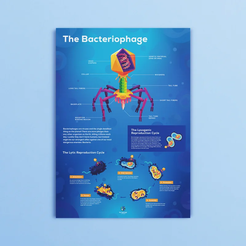 Image of Bacteriophage Infographic Poster