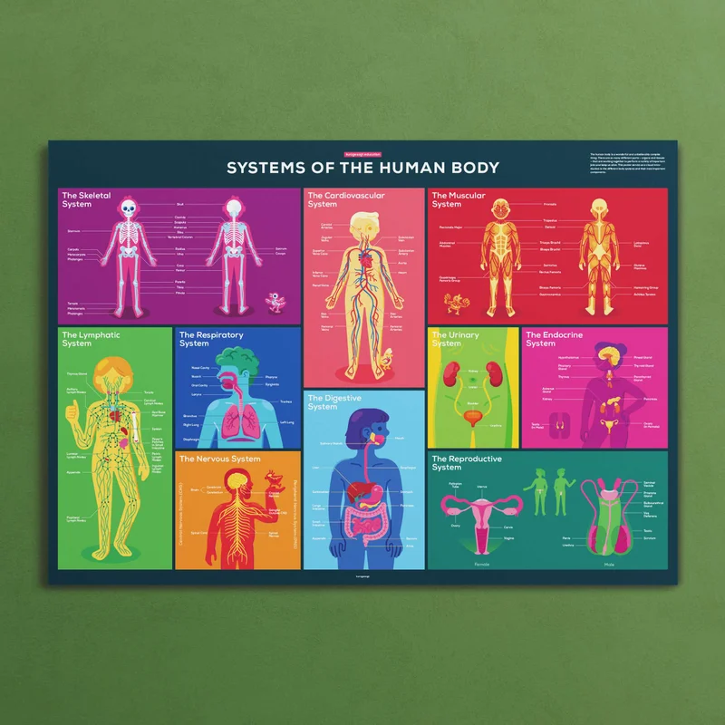 Image of Human Body Poster