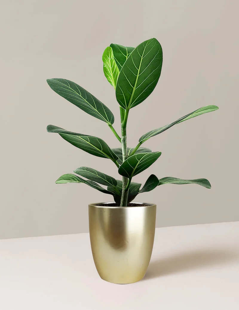 Image of Ficus Audrey Tree