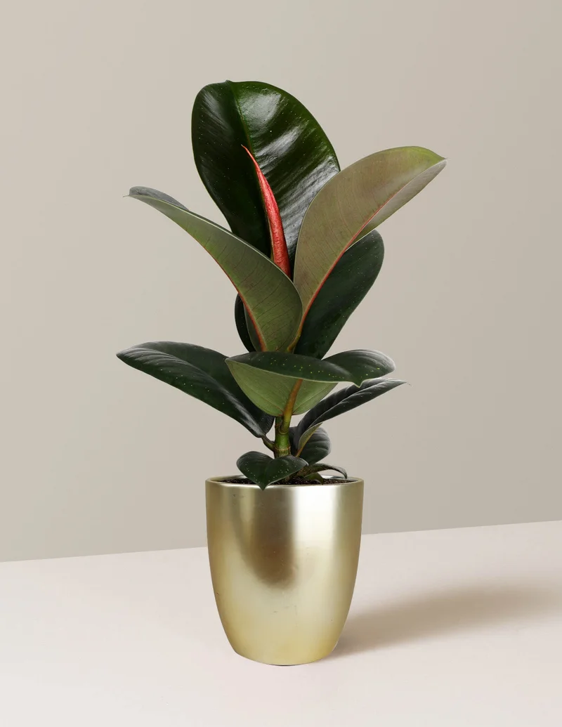 Image of Ficus Chloe