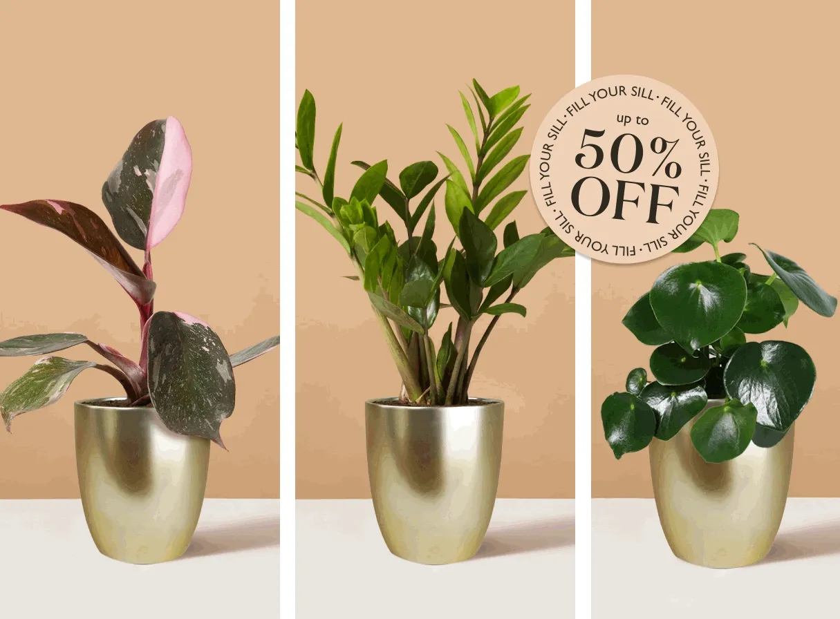 FILL YOUR SILL: UP TO 50% OFF