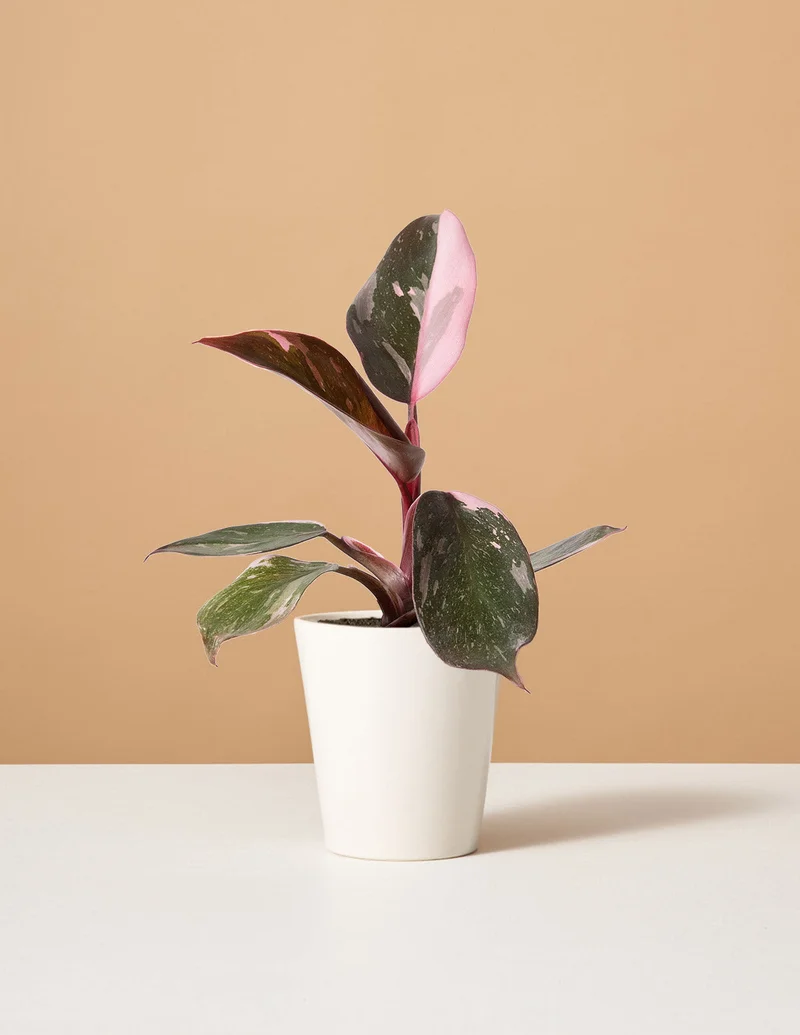 Image of Philodendron Pink Princess