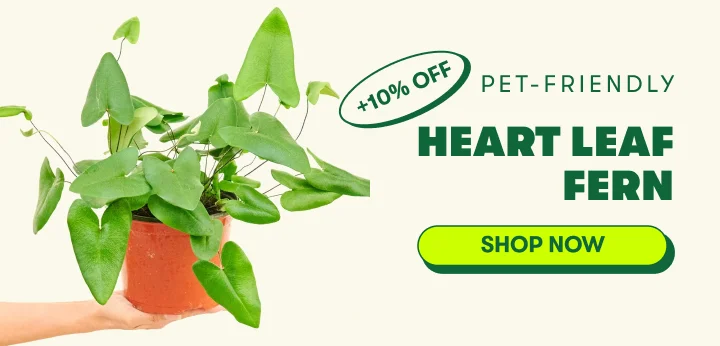 Heart Leaf Fern