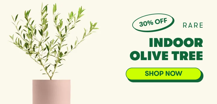 Olive Tree