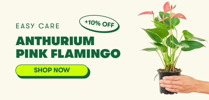 Anthurium 'Pink Flamingo'