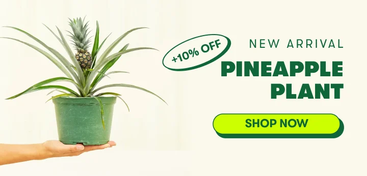 Pineapple Plant
