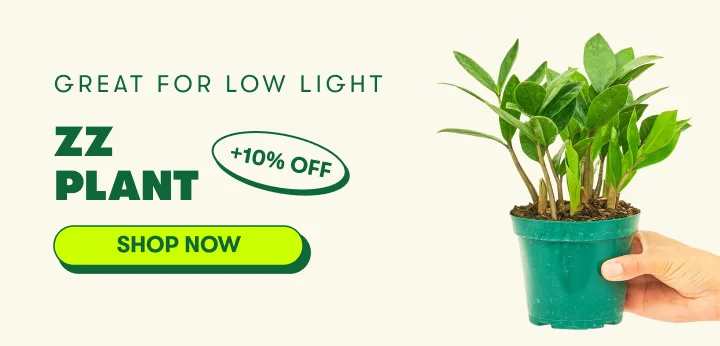 ZZ Plant