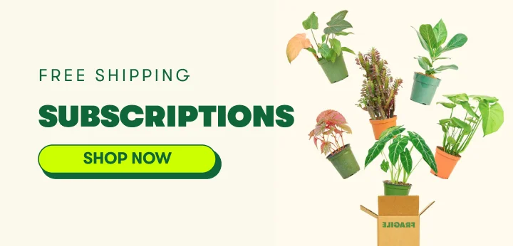 Subscriptions