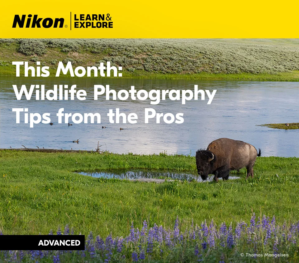 Nikon Learn and Explore | This Month: Wildlife Photography Tips from the Pros