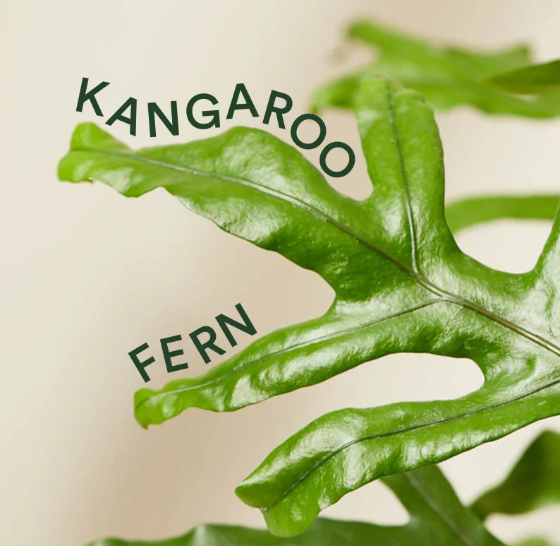 shop the kangaroo fern