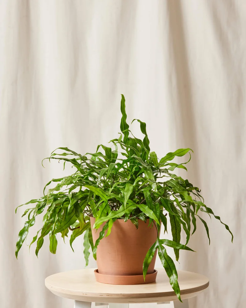 Image of Kangaroo Fern